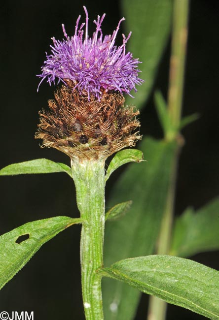 Centaurea decipiens = Centaurea nemoralis