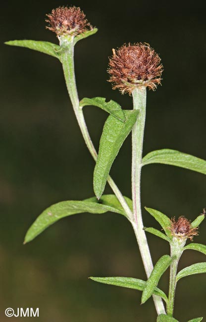 Centaurea decipiens = Centaurea nemoralis