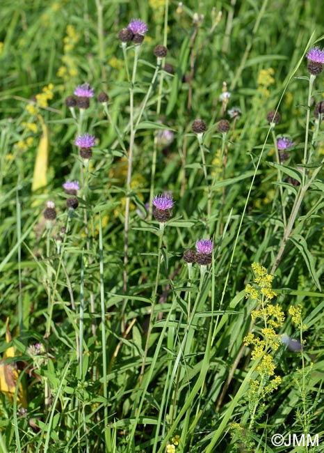 Centaurea decipiens = Centaurea nemoralis