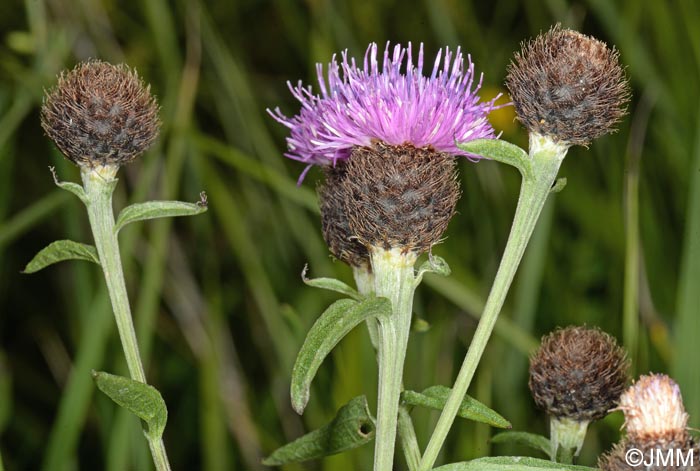 Centaurea decipiens = Centaurea nemoralis