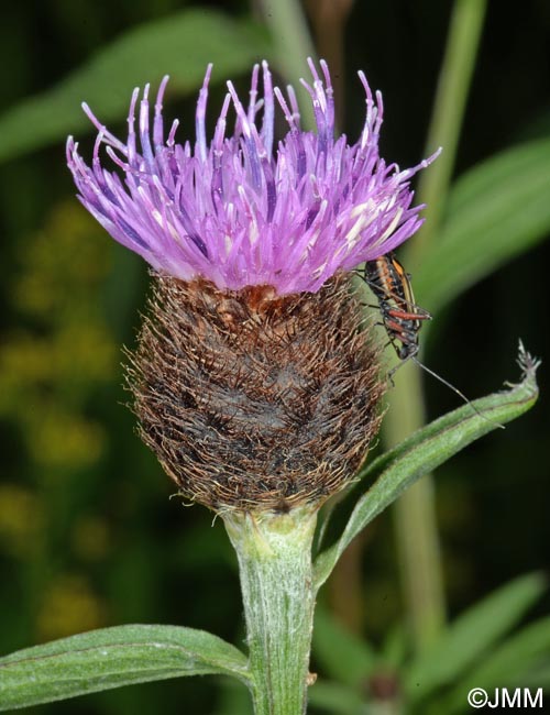 Centaurea decipiens = Centaurea nemoralis