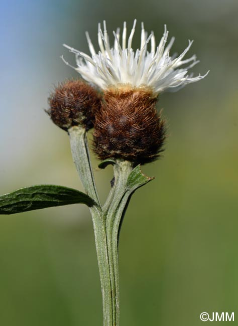 Centaurea decipiens = Centaurea nemoralis