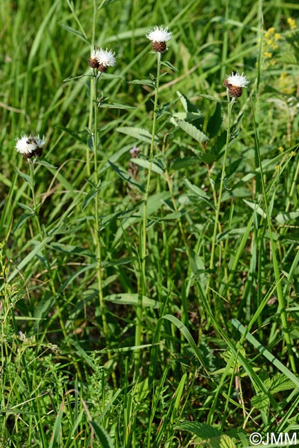 Centaurea decipiens = Centaurea nemoralis