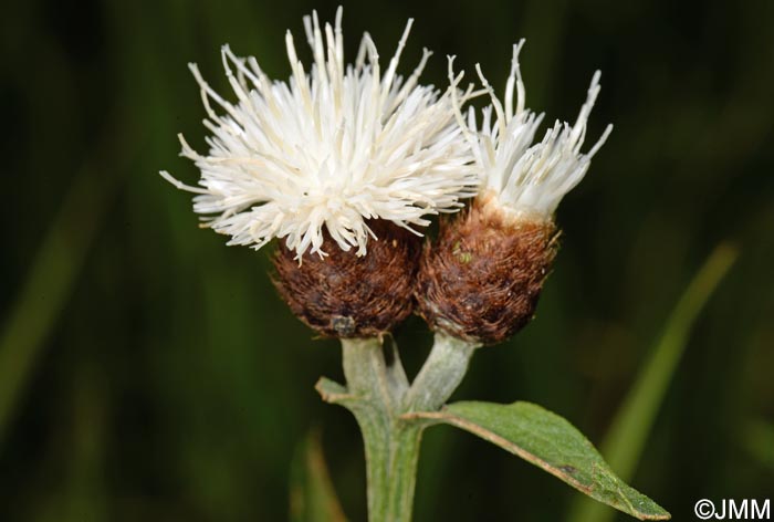 Centaurea decipiens = Centaurea nemoralis