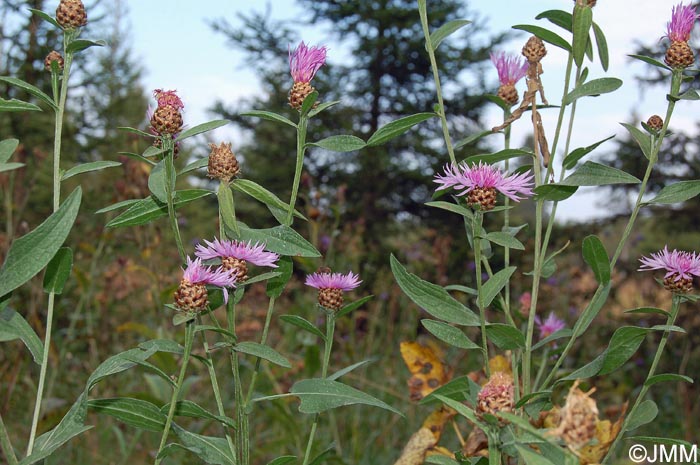 Centaurea jacea