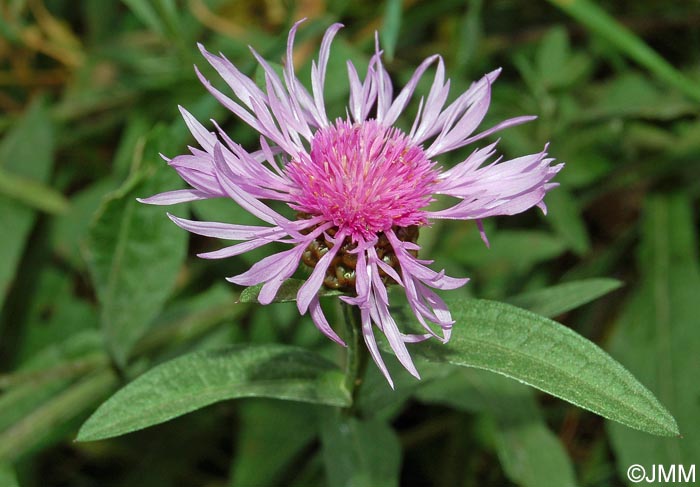 Centaurea jacea