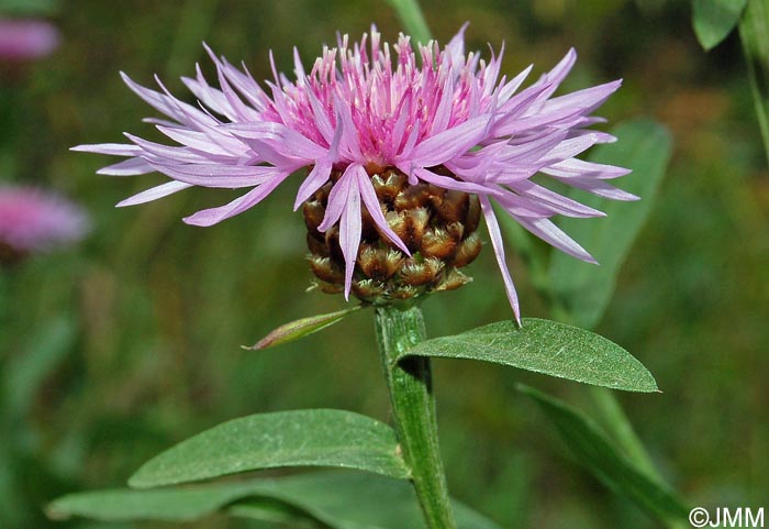 Centaurea jacea