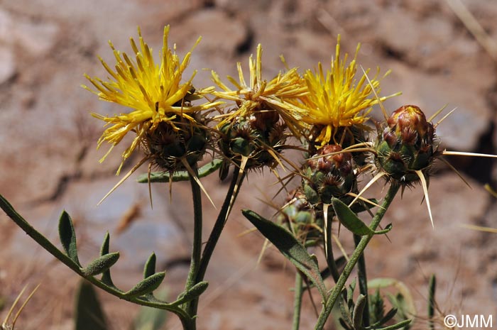 Centaurea kunkelii