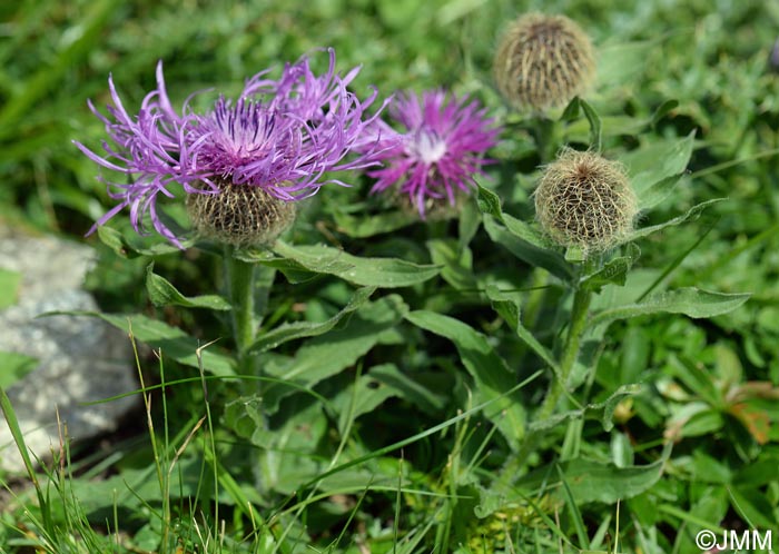 Centaurea nervosa