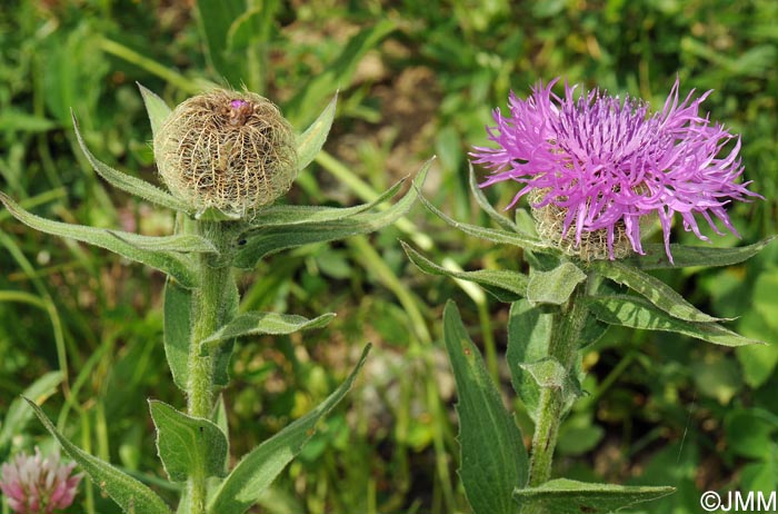 Centaurea nervosa