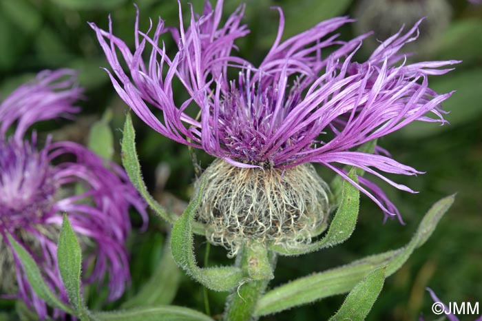 Centaurea nervosa