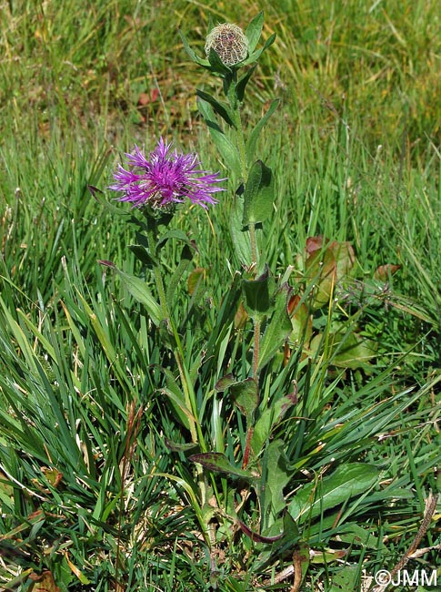 Centaurea nervosa