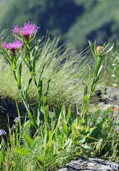 Centaurea nervosa