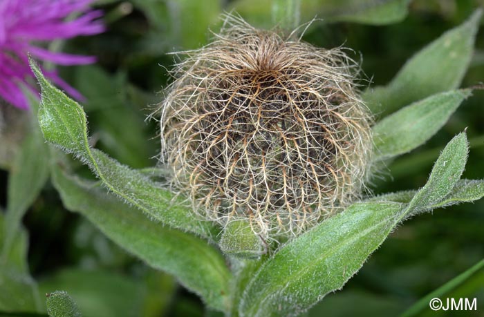 Centaurea nervosa