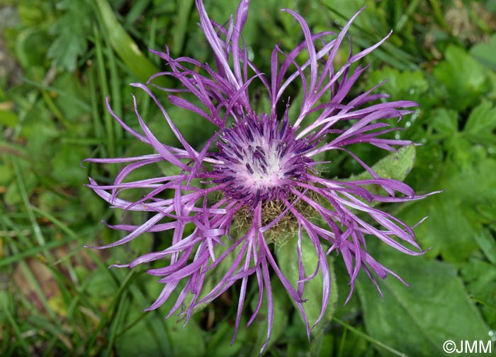 Centaurea nervosa