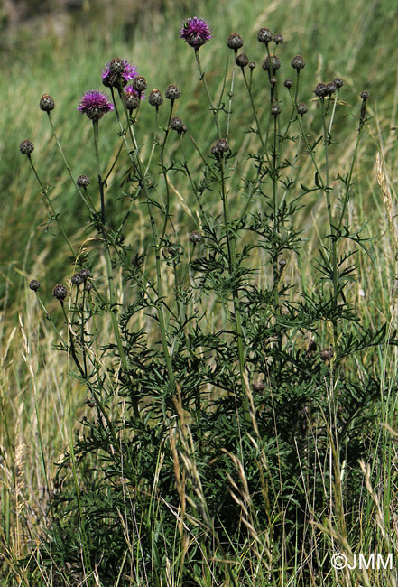 Centaurea scabiosa = Centaurea scabiosa subsp. scabiosa