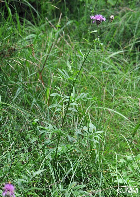 Centaurea scabiosa = Centaurea scabiosa subsp. scabiosa