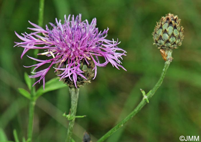 Centaurea scabiosa = Centaurea scabiosa subsp. scabiosa