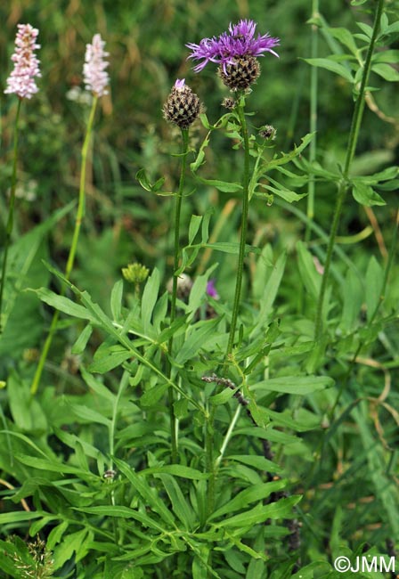 Centaurea scabiosa subsp. alpestris = Centaurea alpestris