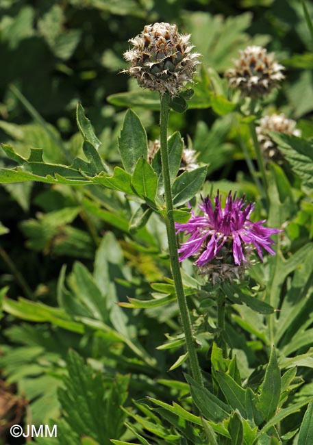 Centaurea scabiosa subsp. alpestris = Centaurea alpestris