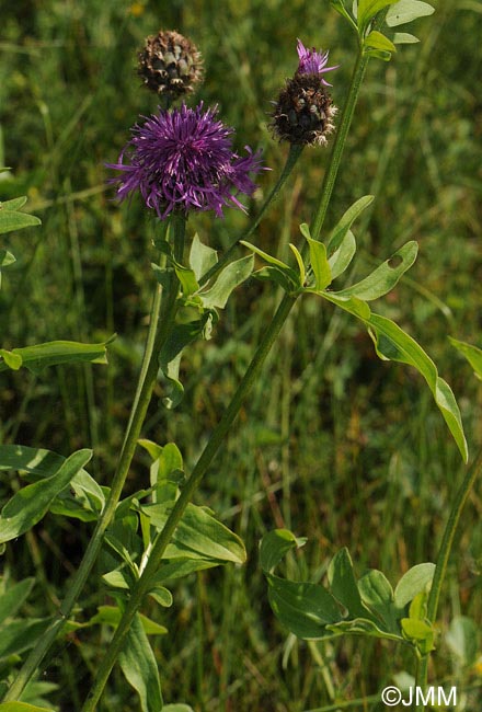 Centaurea scabiosa subsp. alpestris = Centaurea alpestris