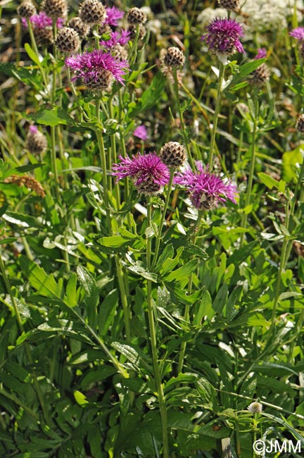 Centaurea scabiosa subsp. alpestris = Centaurea alpestris