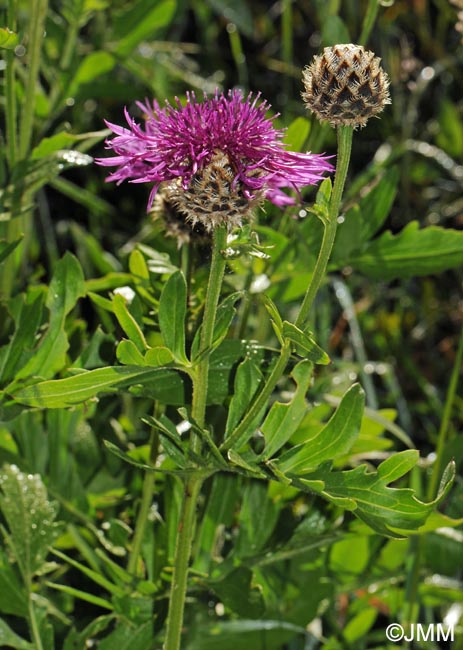 Centaurea scabiosa subsp. alpestris = Centaurea alpestris