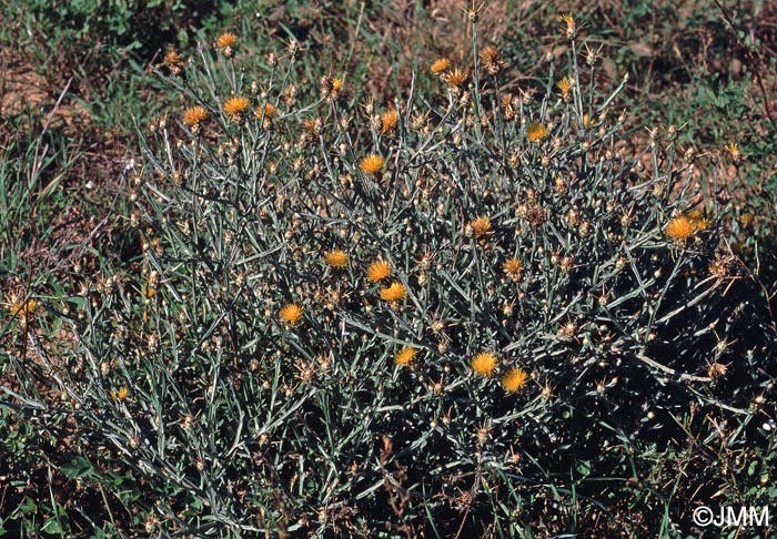 Centaurea solstitialis