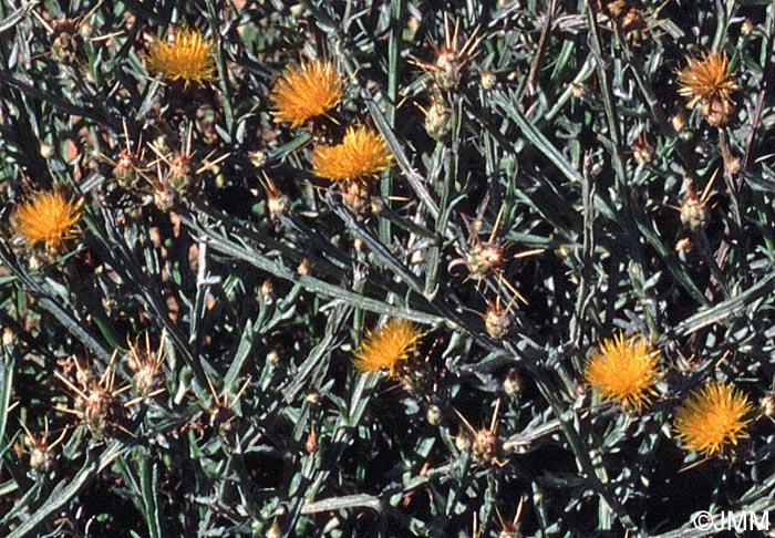 Centaurea solstitialis