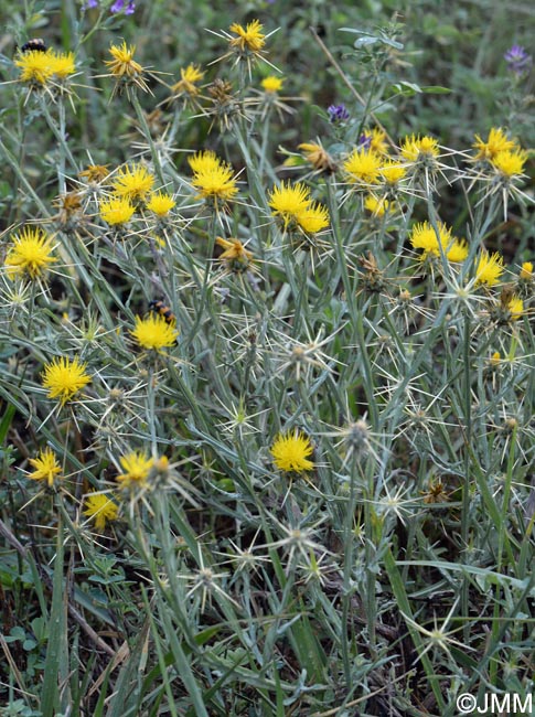 Centaurea solstitialis