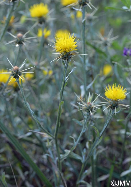 Centaurea solstitialis