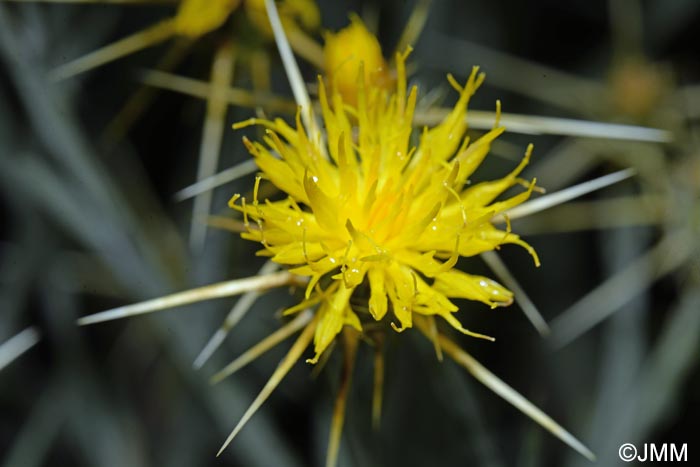 Centaurea solstitialis