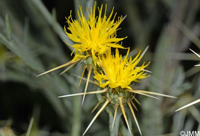 Centaurea solstitialis