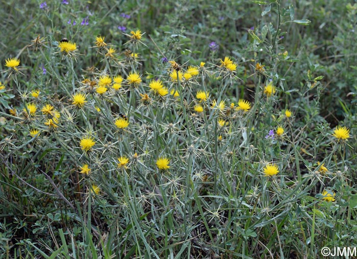 Centaurea solstitialis