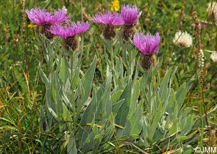 Centaurea uniflora