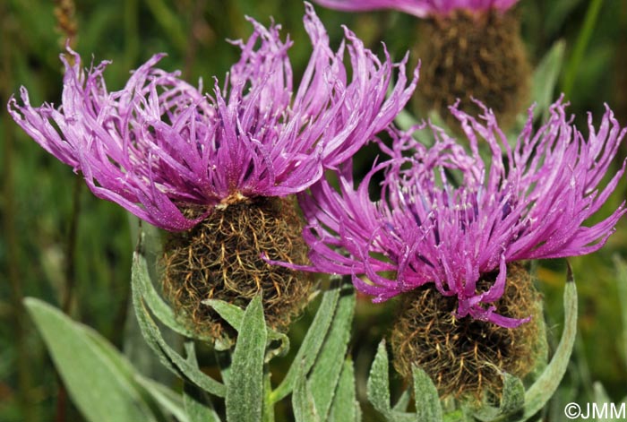 Centaurea uniflora