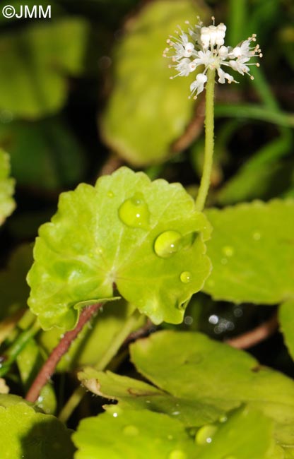 Centella asiatica = Hydrocotyle asiatica