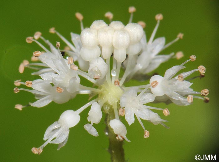 Centella asiatica = Hydrocotyle asiatica