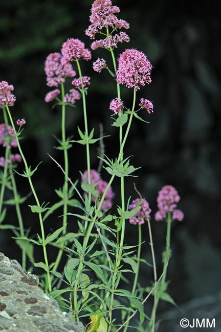 Centranthus ruber