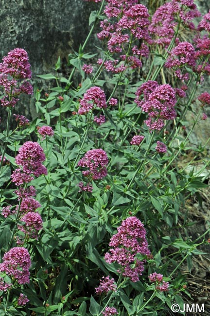 Centranthus ruber