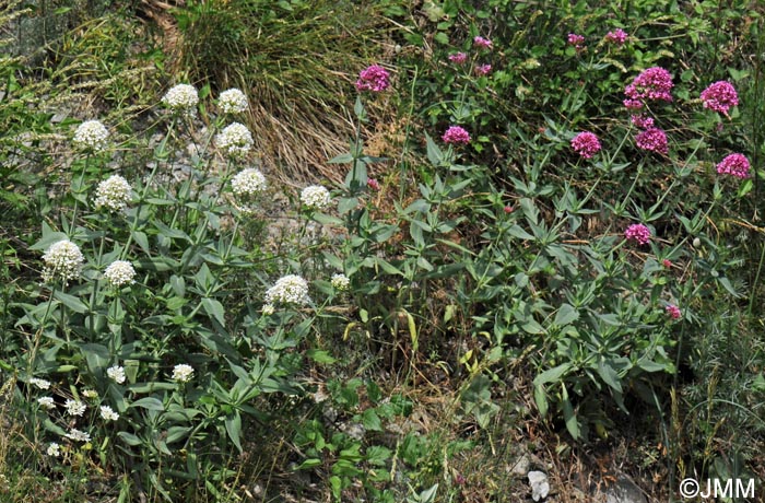 Centranthus ruber