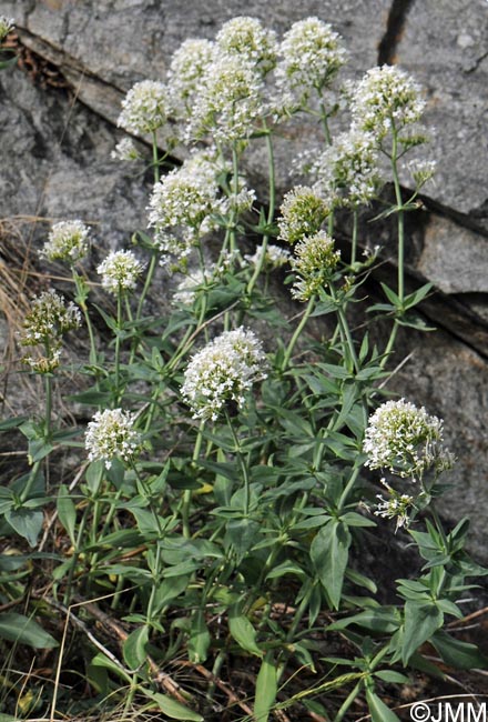 Centranthus ruber