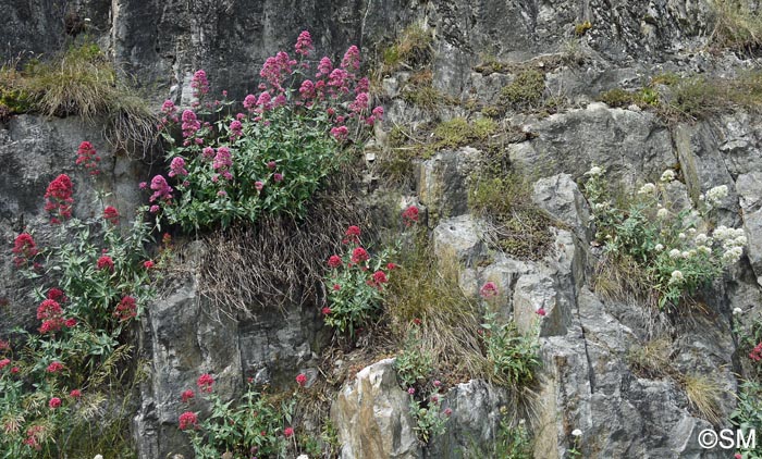 Centranthus ruber