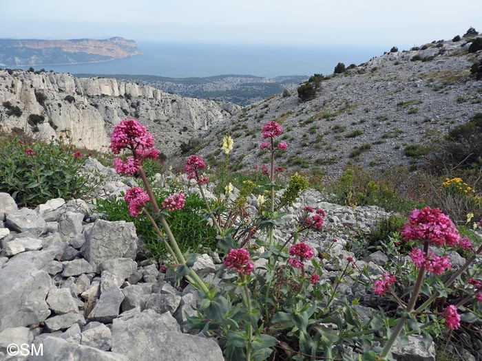 Centranthus ruber & Antirrhinum majus