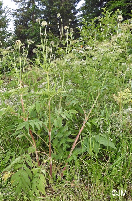 Cephalaria alpina