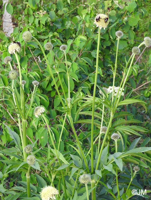 Cephalaria alpina