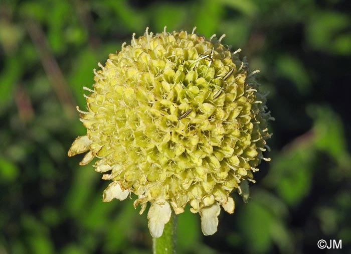 Cephalaria alpina