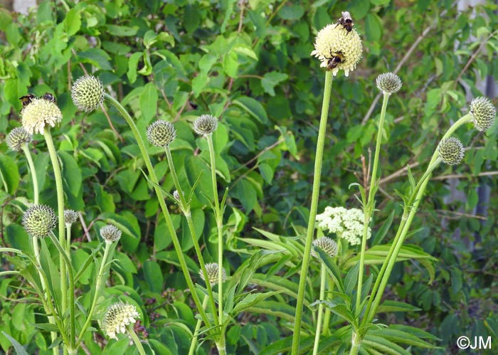 Cephalaria alpina