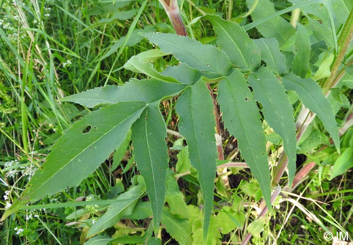 Cephalaria alpina