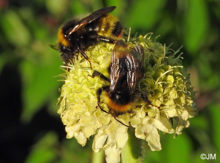 Cephalaria alpina